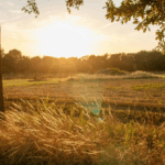 Wiese, Sonne scheint