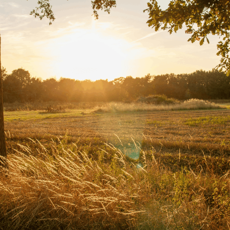 Wiese, Sonne scheint