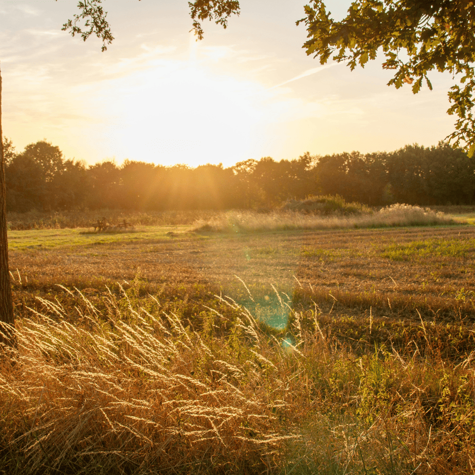 Wiese, Sonne scheint