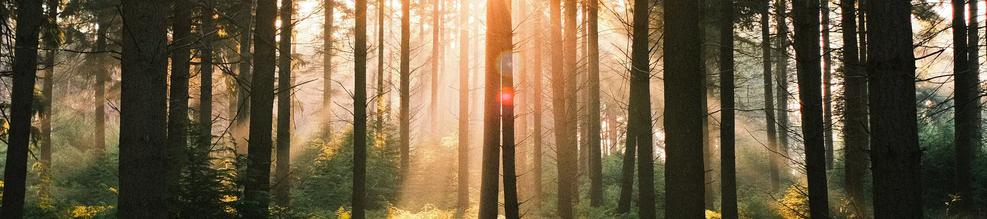 Sonne bricht durch die Stämme eines Nadelwaldes