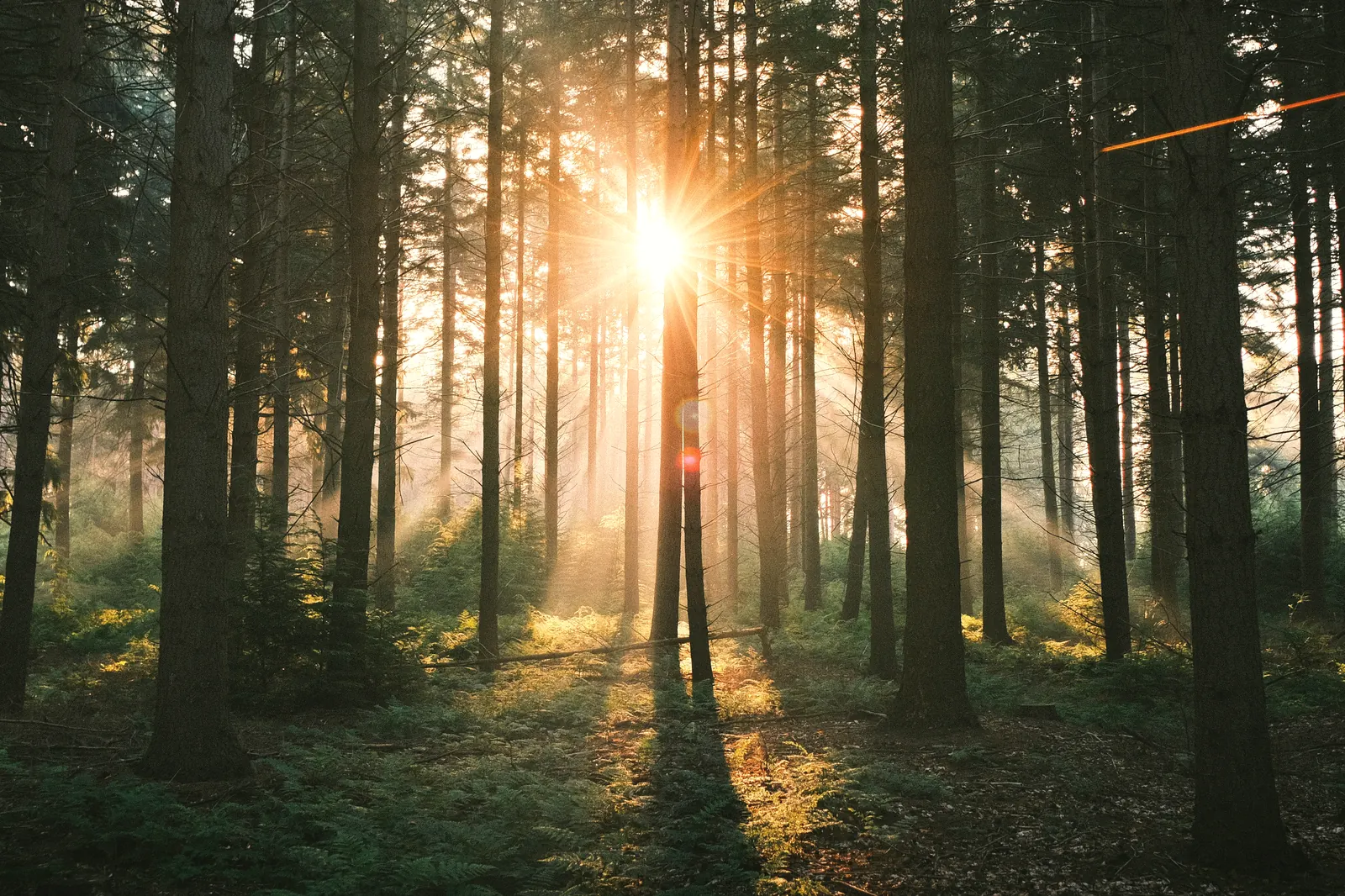 Sonne bricht durch die Stämme eines Nadelwaldes