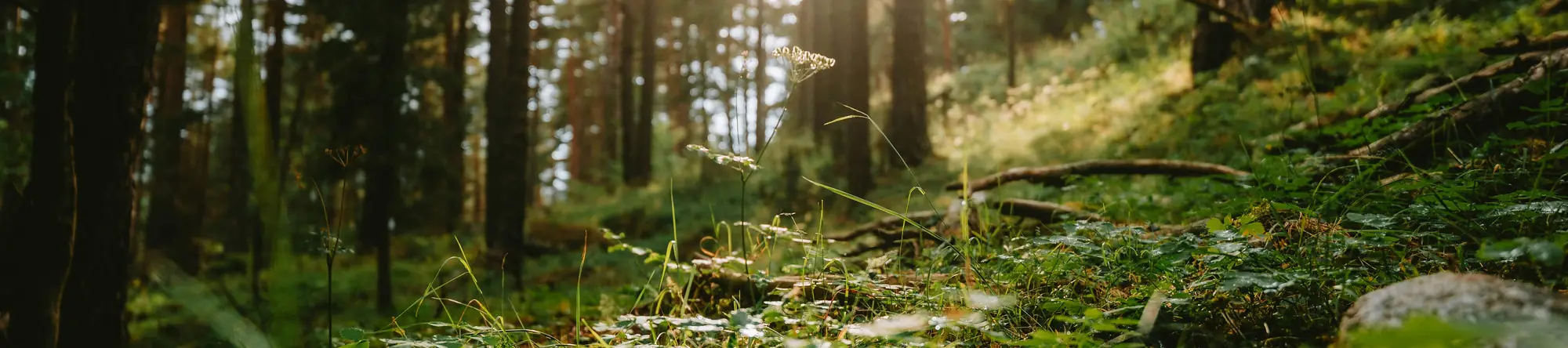 Sonnendurchfluteter Waldboden mit Laub und Moos