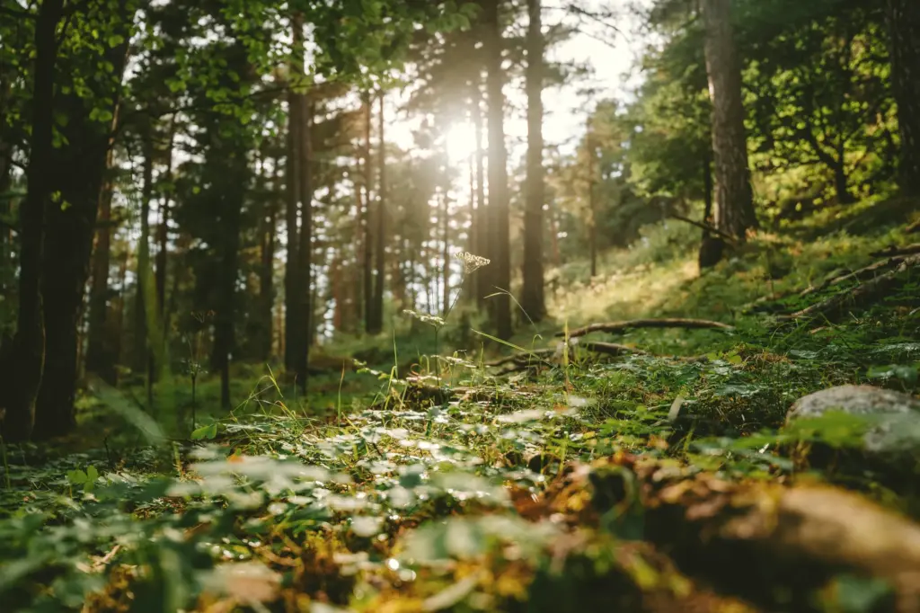 Sonnendurchfluteter Waldboden mit Laub und Moos