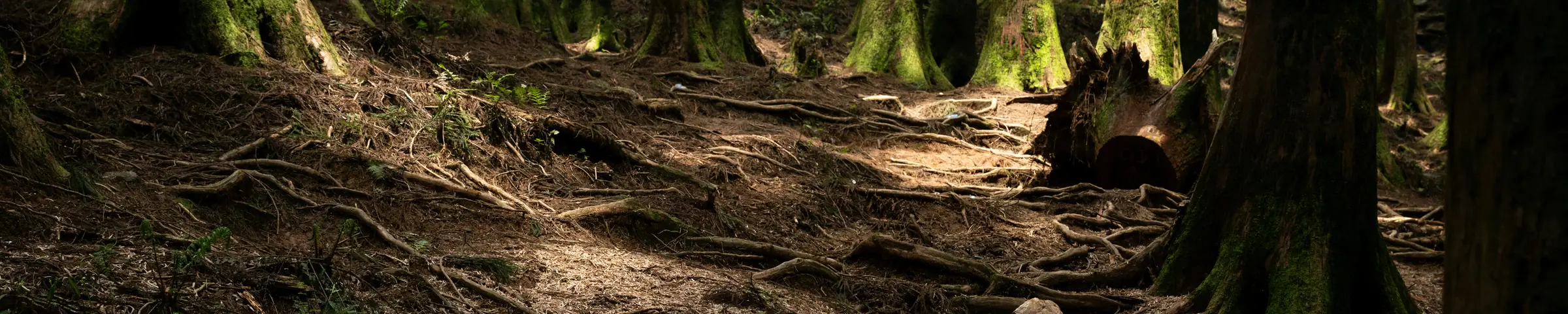 Baumwurzeln über einem Waldweg im warmen Licht